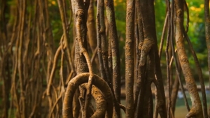 Men: Tropical Twink Tribe: Primal Passions Unleashed